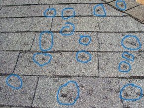 Close-up of asphalt roof shingles showing circular hail impact marks and granule loss.